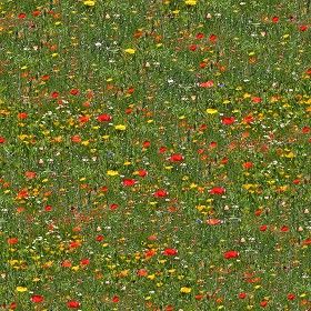 Flowery meadow texture seamless 12949
